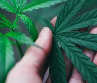 commercial cultivation business plan - marijuana plant